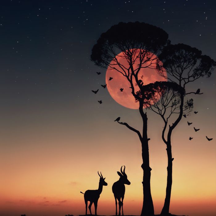 Africa
