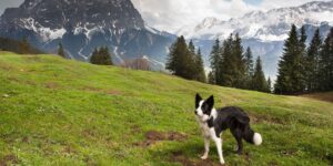 4 Zampe in Montagna : Settembre - Ottobre 2025