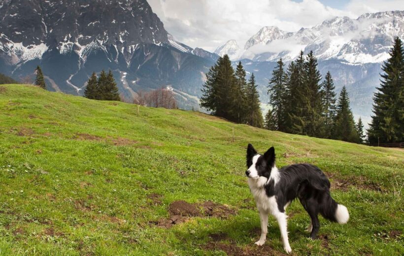 4 Zampe in Montagna : Settembre - Ottobre 2025