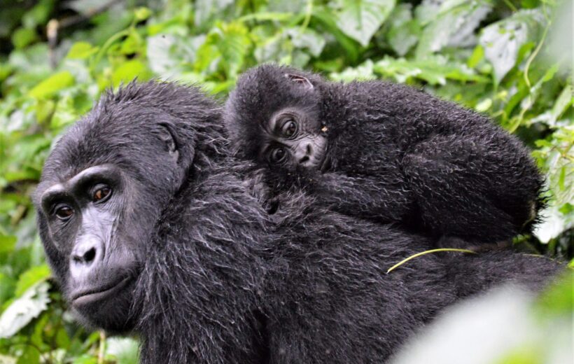 Uganda: Tour Safari Autentico con i Gorilla e Scimpanze’