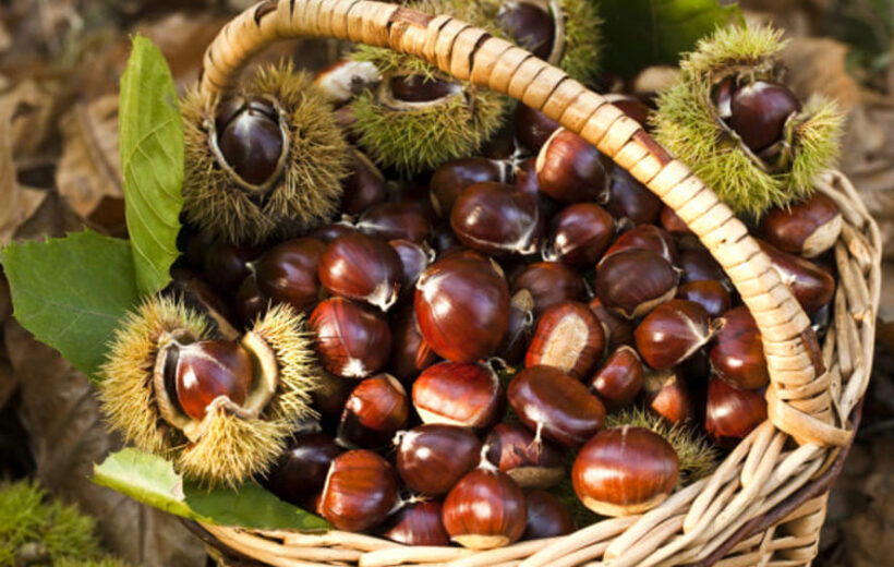 Toscana- Marradi Festa della Castagna