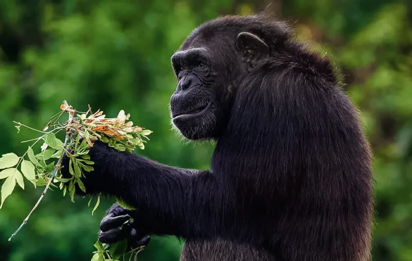 Uganda: Tour Safari Autentico con i Gorilla e Scimpanze’