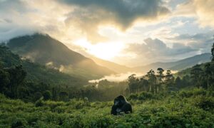 Rwanda e Uganda 2027